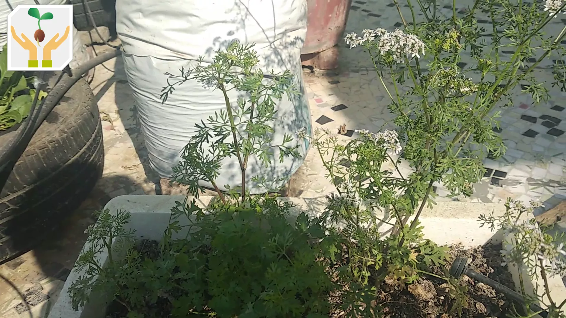 Coriander Blooming In Full Swing Multiple Flower Heads