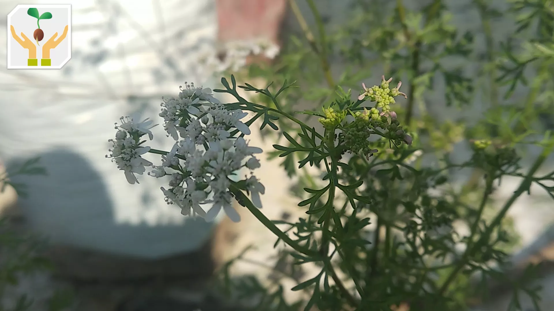 Coriander Flowers Buds