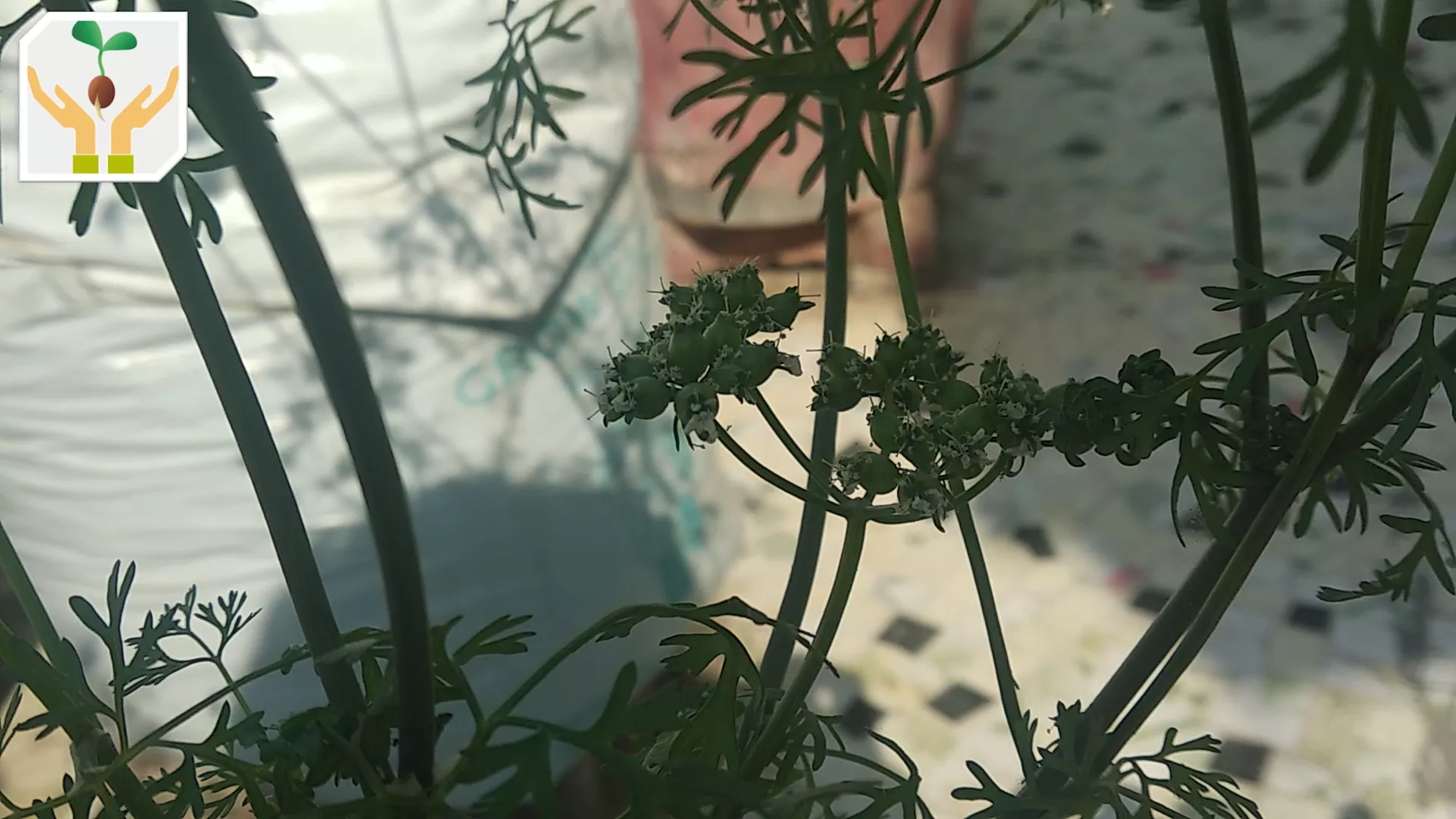 Immature Seed Pods Forming