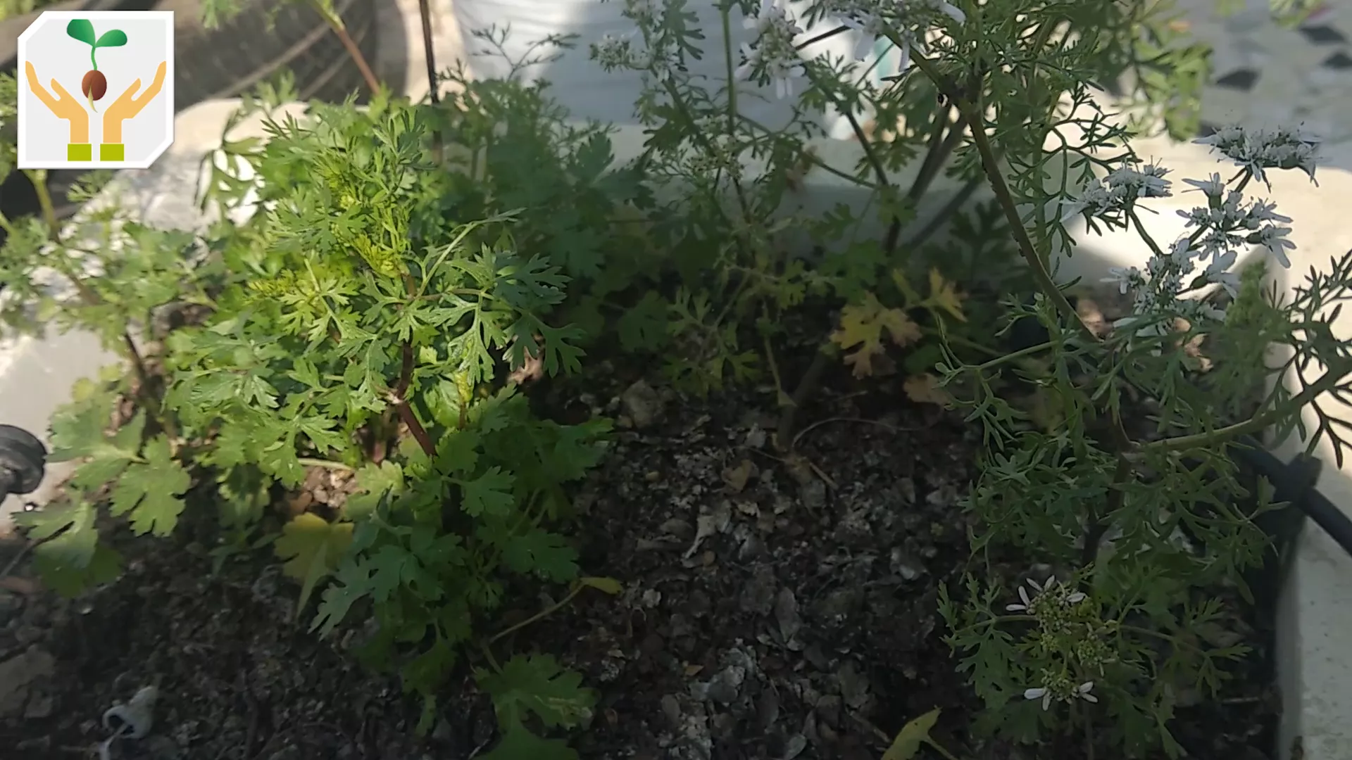 Some Coriander Leaves Ready to Harvest