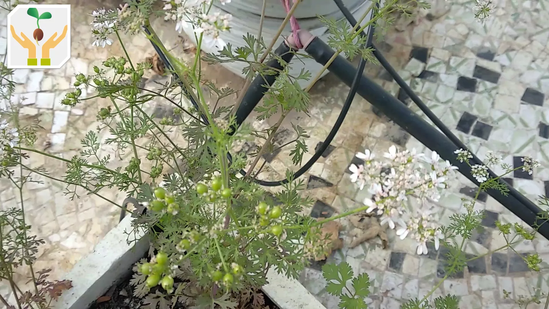 Multiple Immature Seed Pods and More Blooms