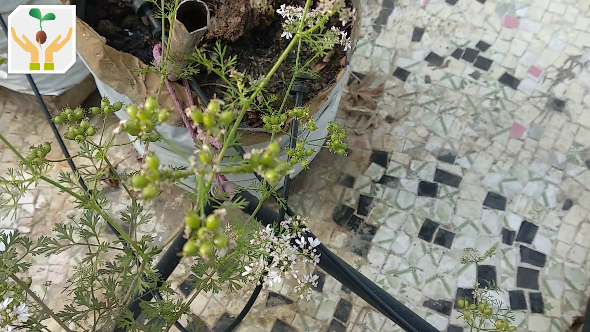 Single Coriander Plant Generating Hundred Seeds