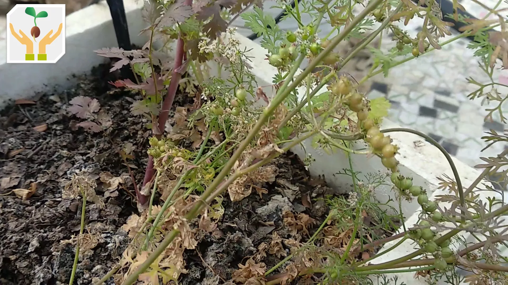 Seeds Changing To Mature Brown Color