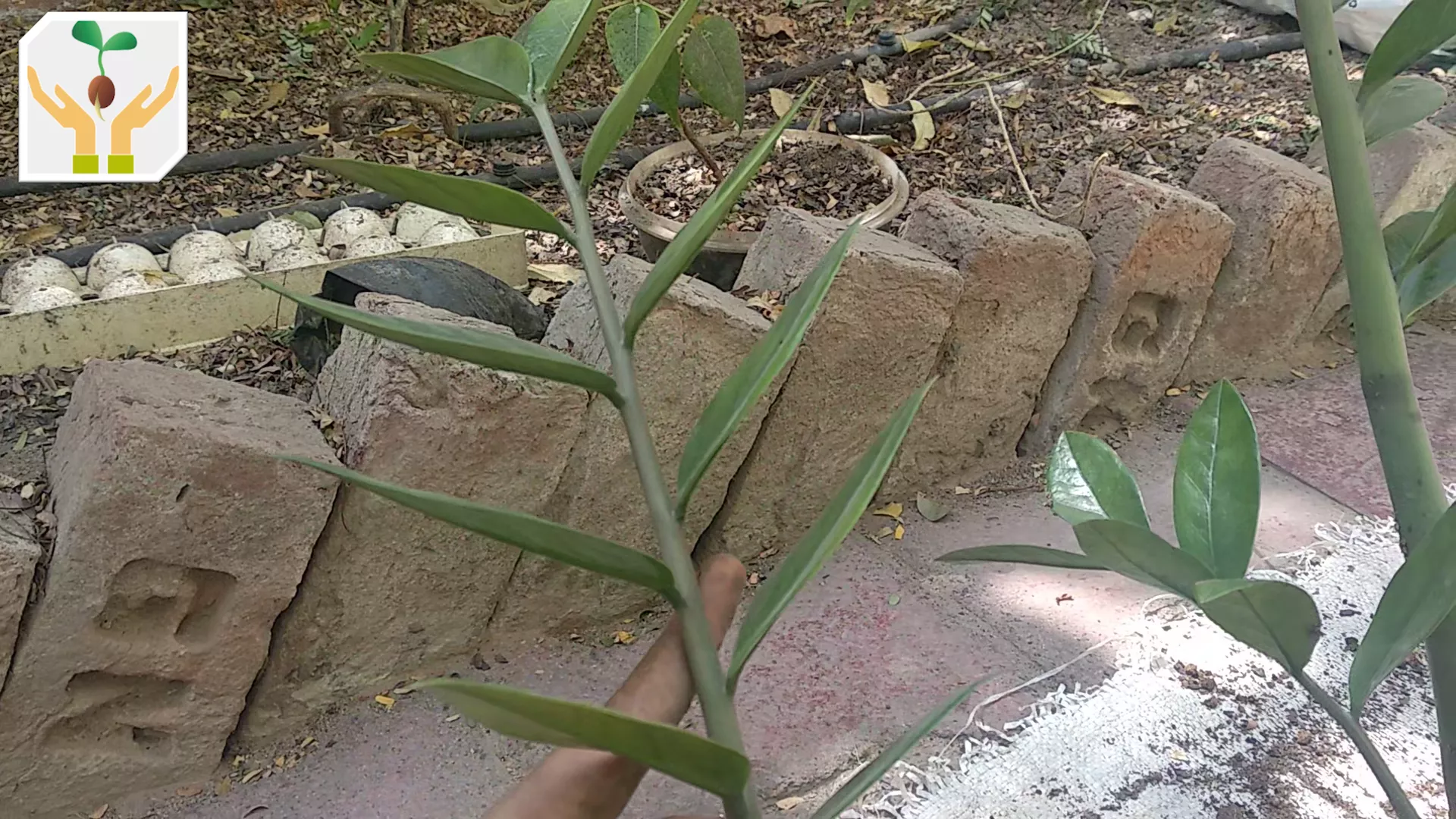 Stem Cutting for Propagation 