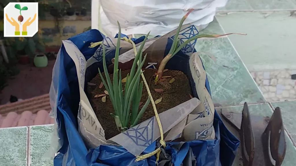 Self Watering/Bottom Watering Pot Created by Covering the Pot Base by Plastic Bag  