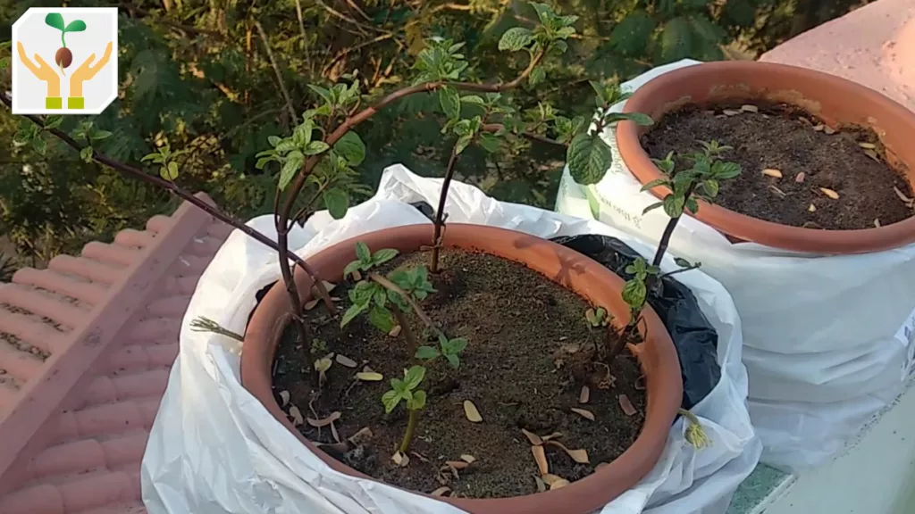 Self Watering/Bottom Watering Pot Created by Covering the Pot Base by Plastic Bag  