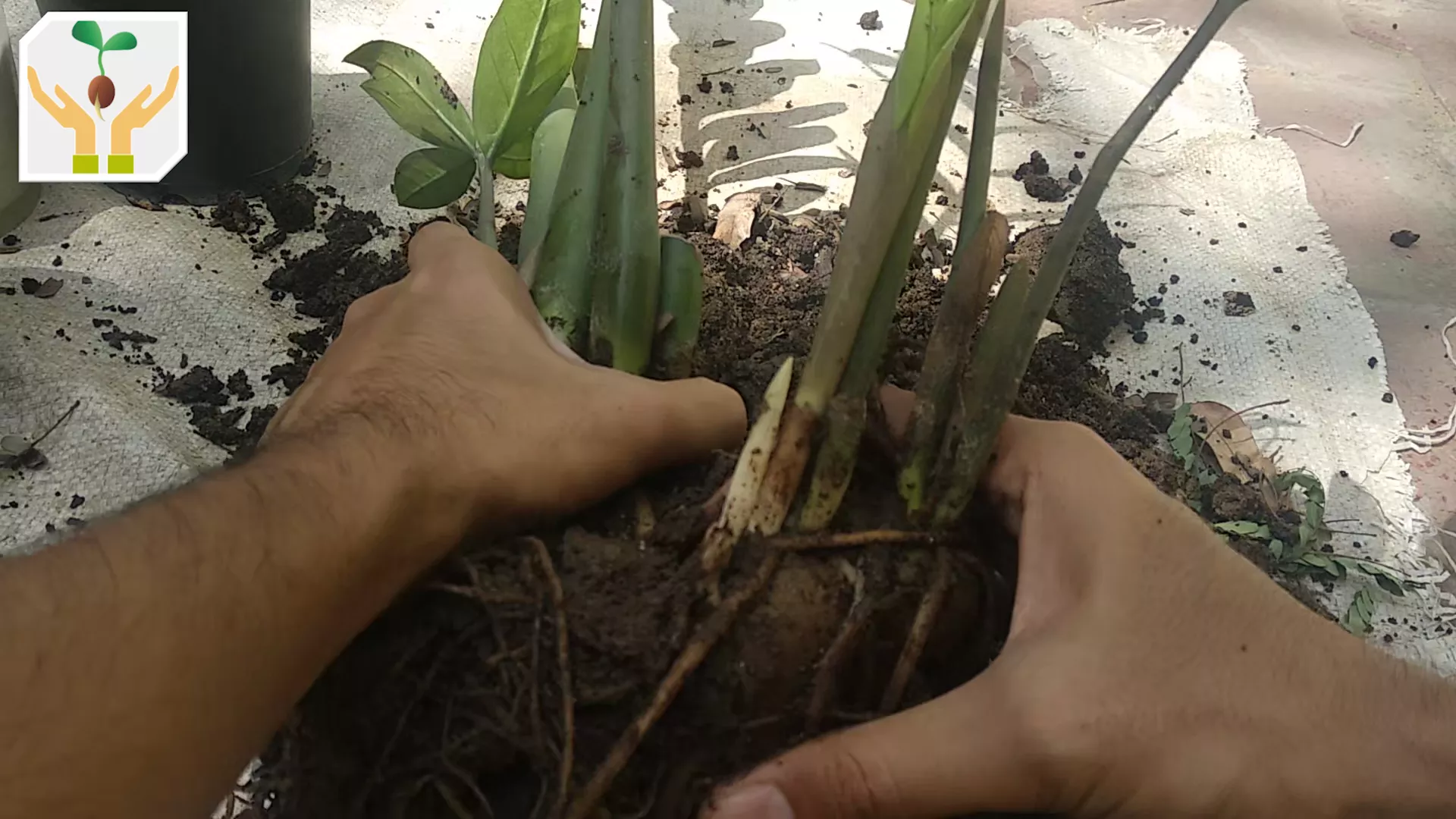 Cut any Root Joining the two Plant