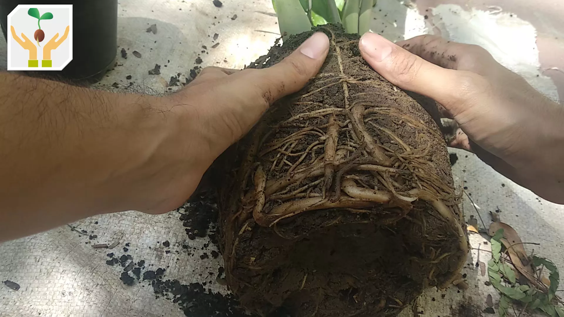 Using Your Fingers Gently Remove Soil