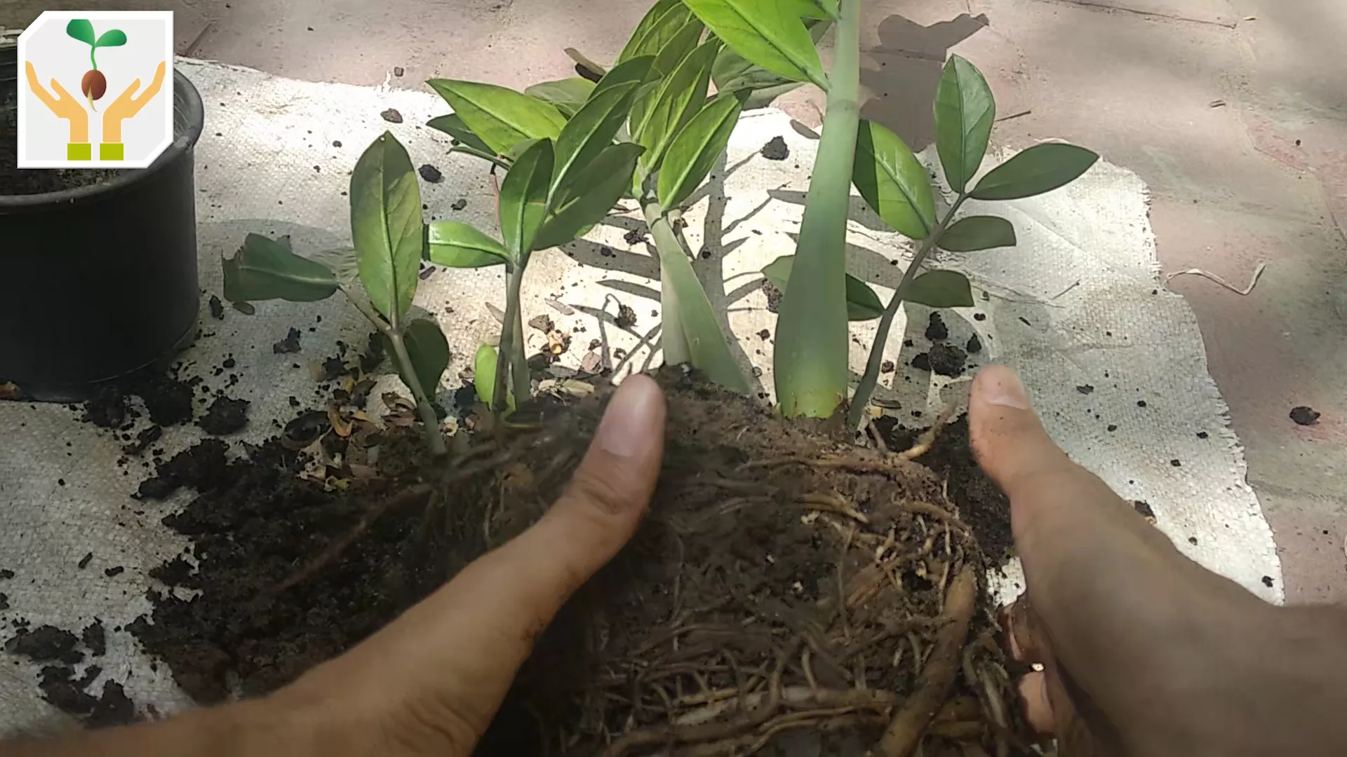 Tap the Root Ball On the Floor to Loosen Soil