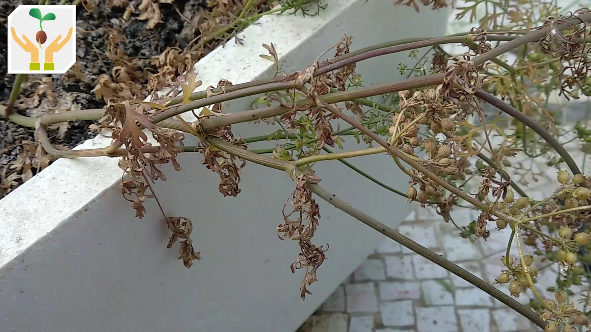 Seed Pod Ready for Harvesting 