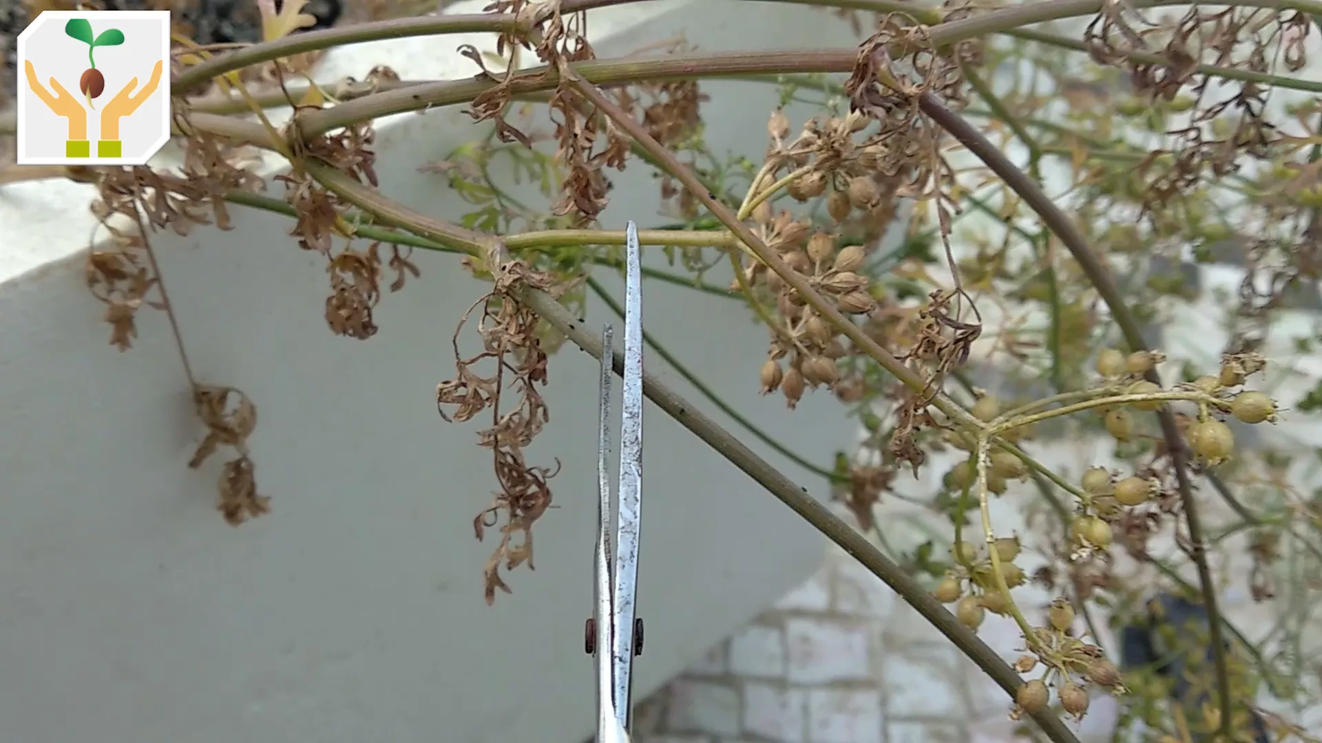 Using a Scissor Cut the Seed Pod Bunch