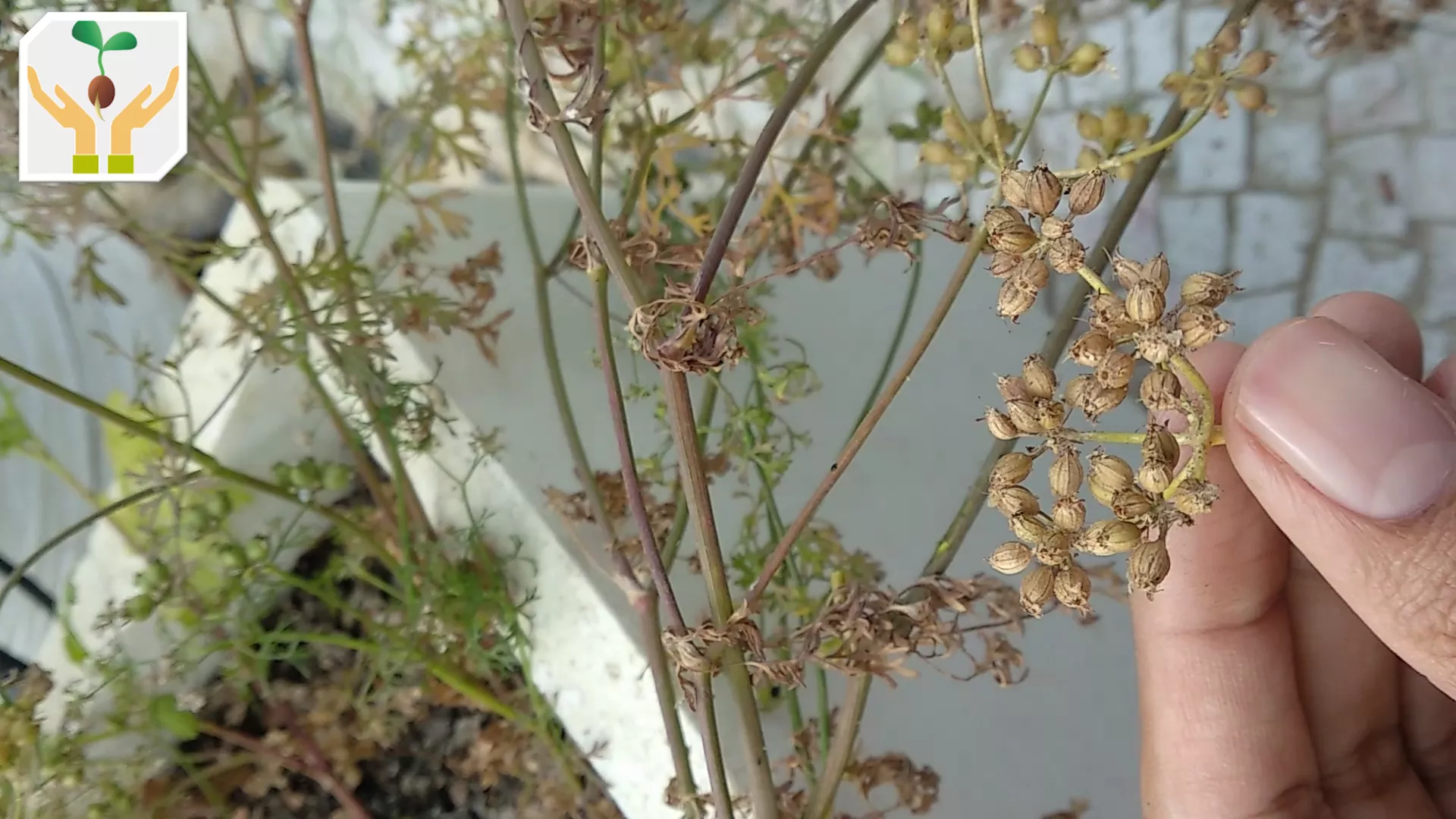 Separate Seed from Stalk by Gently Rubbing