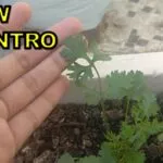 How to grow coriander from seeds