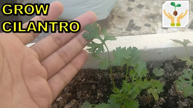 How to Grow Coriander/ Cilantro/ Dhania from Seeds