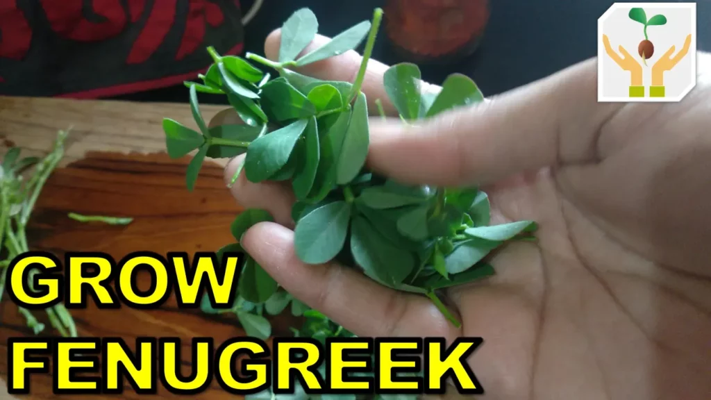 How to grow fenugrrek methi from seeds