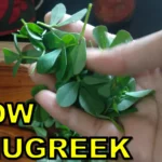 How to grow fenugrrek methi from seeds