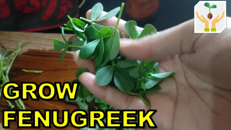 How to Grow Fenugreek/Methi From Seeds