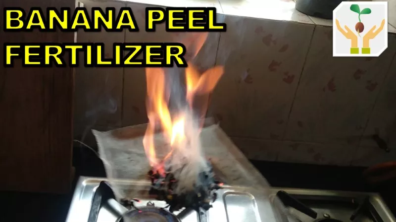 How to make banana peel fertilizer