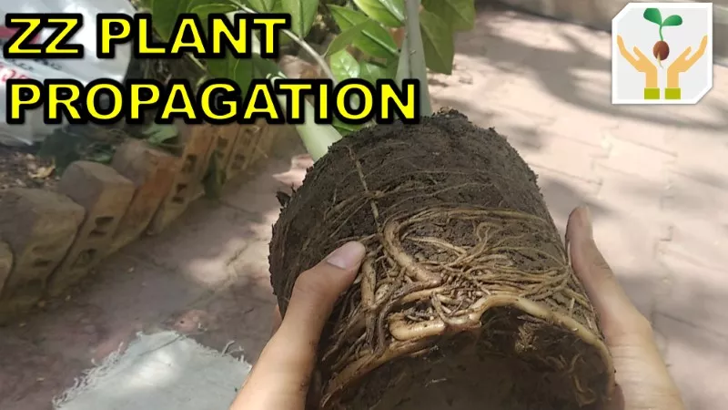 How to propagate ZZ plant