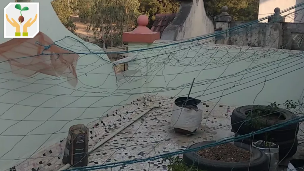 Terrace Garden Monkey Protection Using Nylon Net