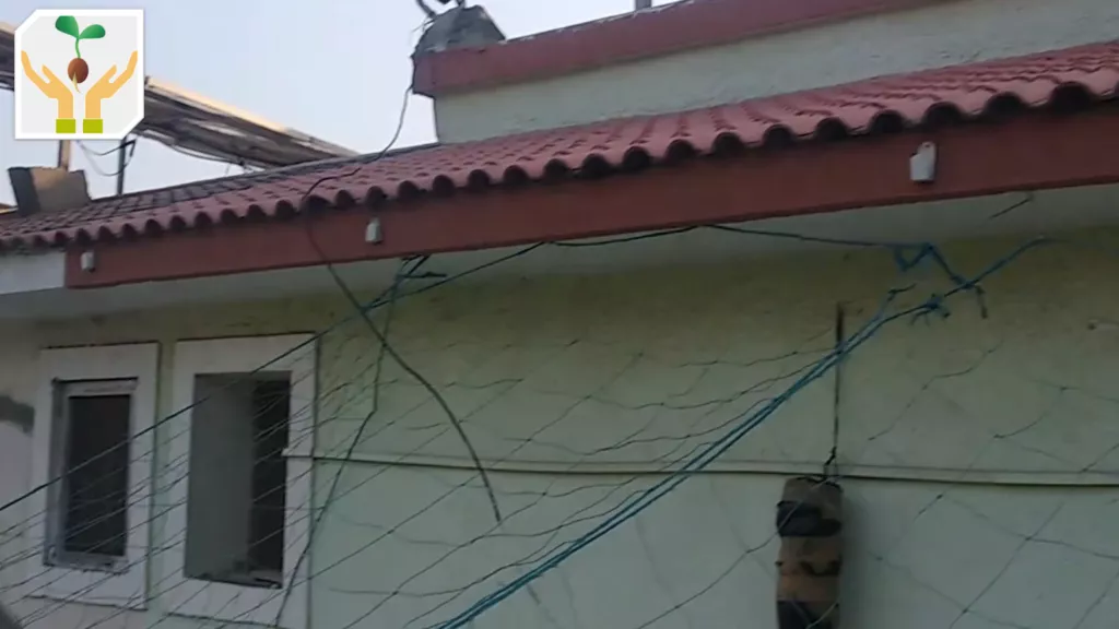 Terrace Garden Monkey Protection Using Nylon Net