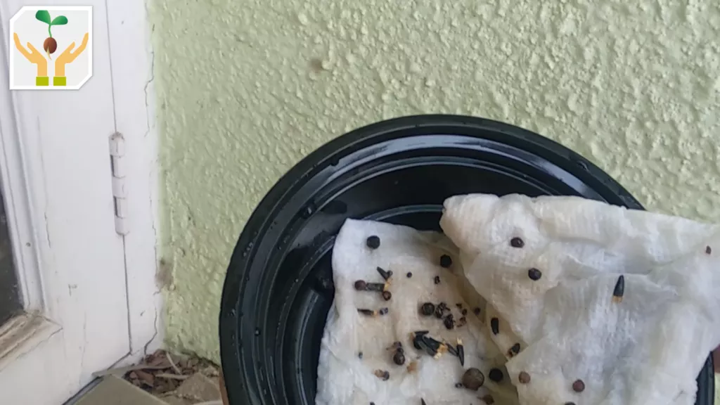 Germinating Seeds Using the Paper Towel Method