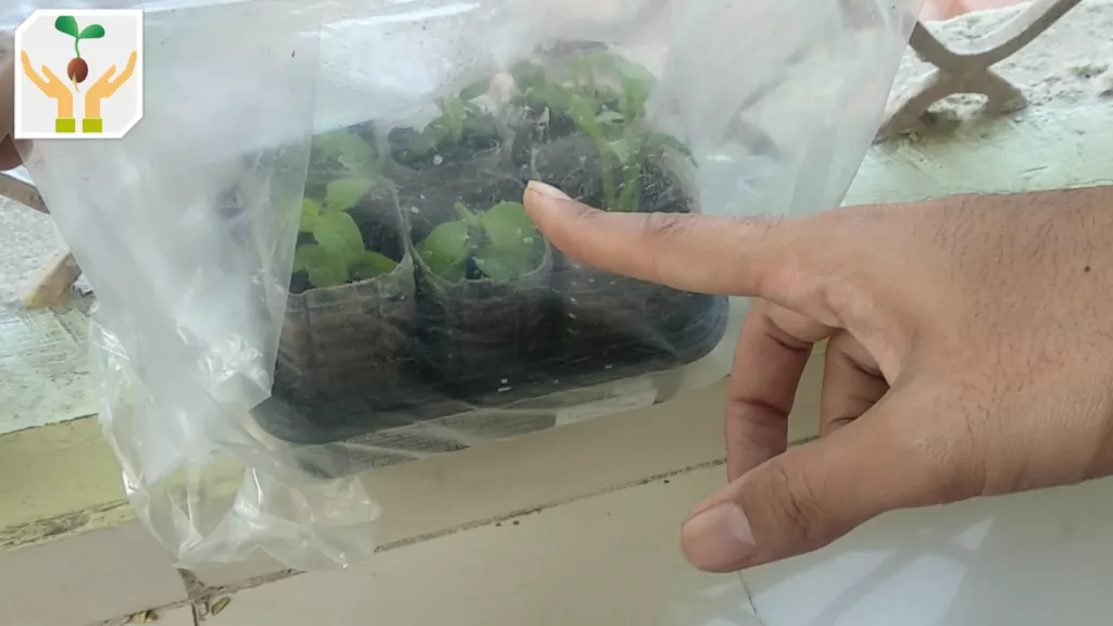 Propagating Petunia from Cuttings