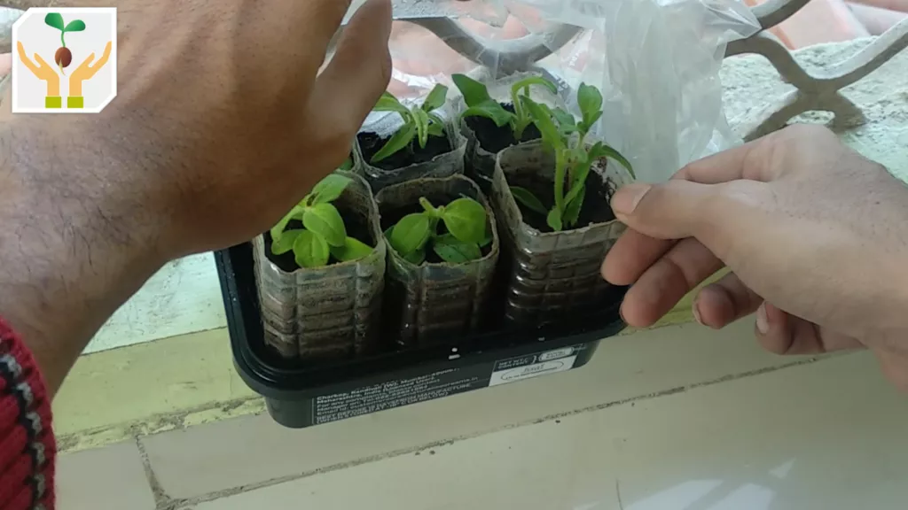 Propagating Petunia from Cuttings