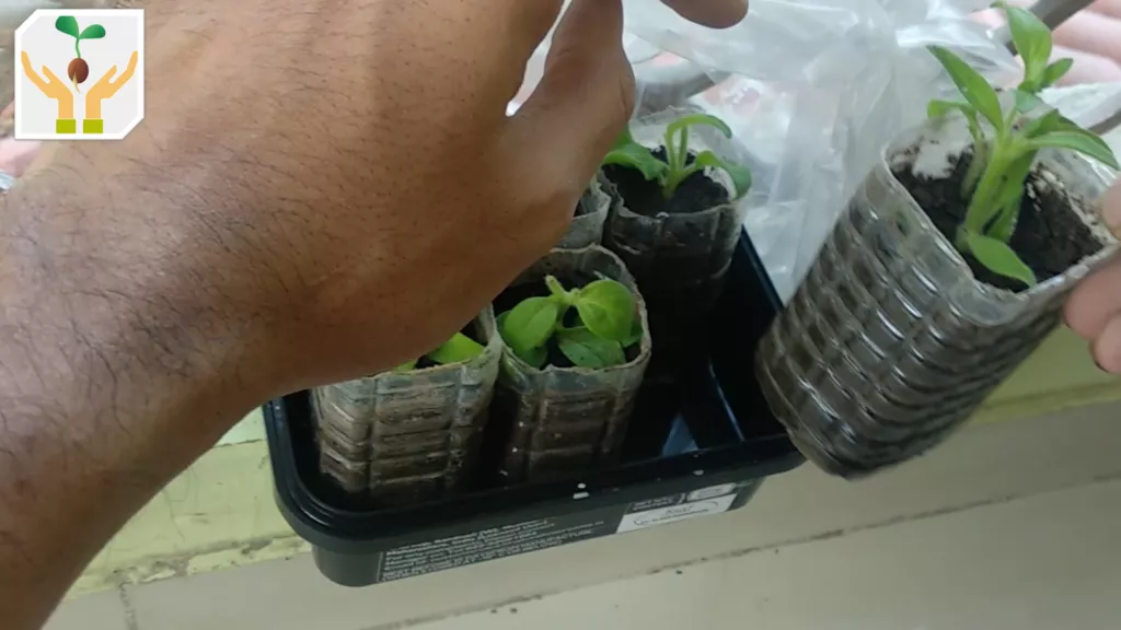 Propagating Petunia from Cuttings