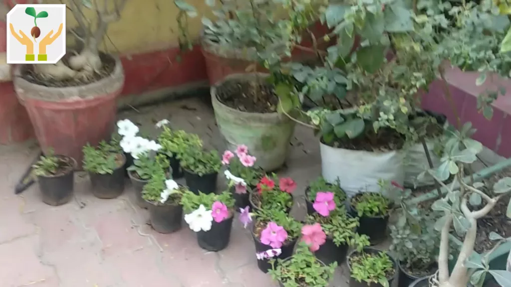 Beautiful Petunia Plants Gifted to Us