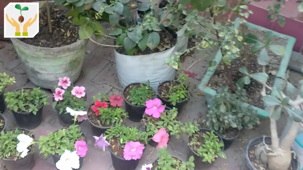 Beautiful Petunia Plants Gifted to Us