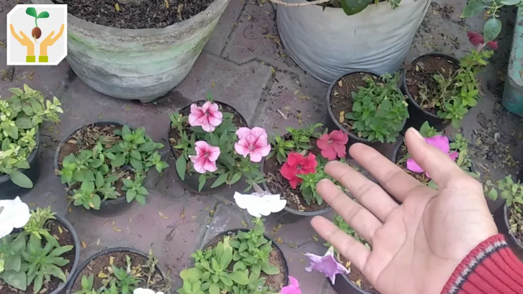 Beautiful Petunia Plants Gifted to Us