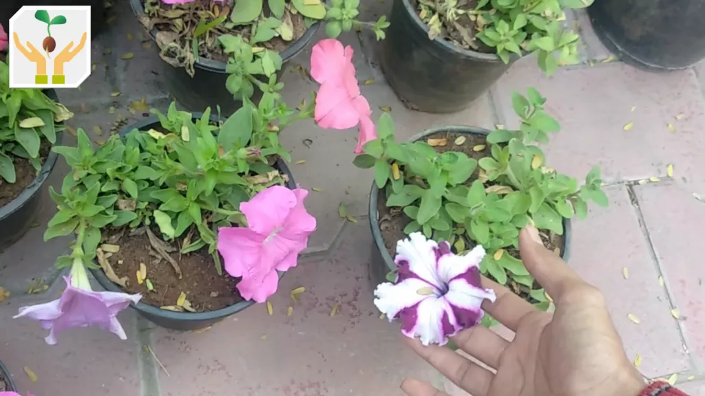 Beautiful Petunia Plants Gifted to Us