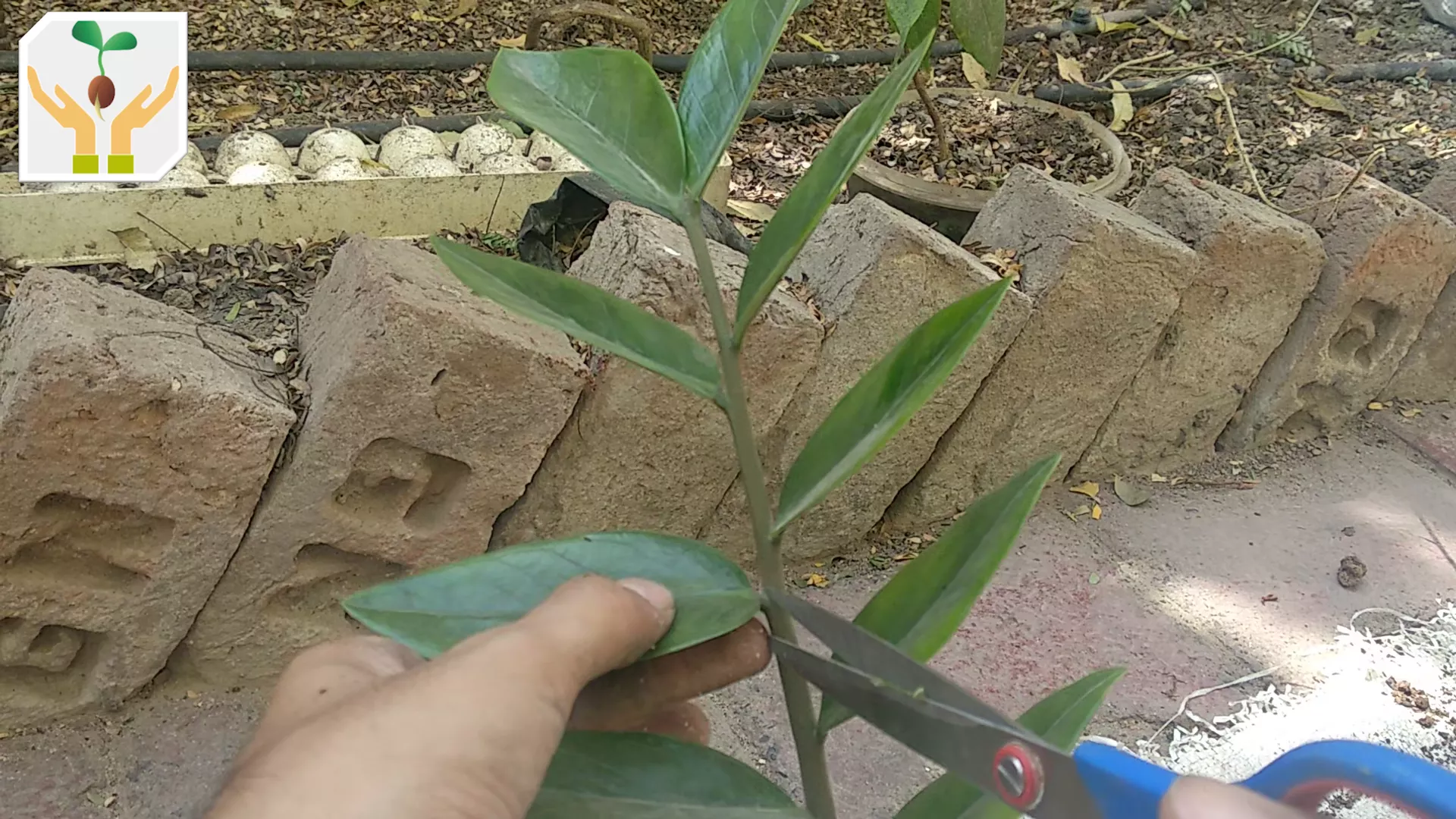 Using Scissor Snip A Leaf 