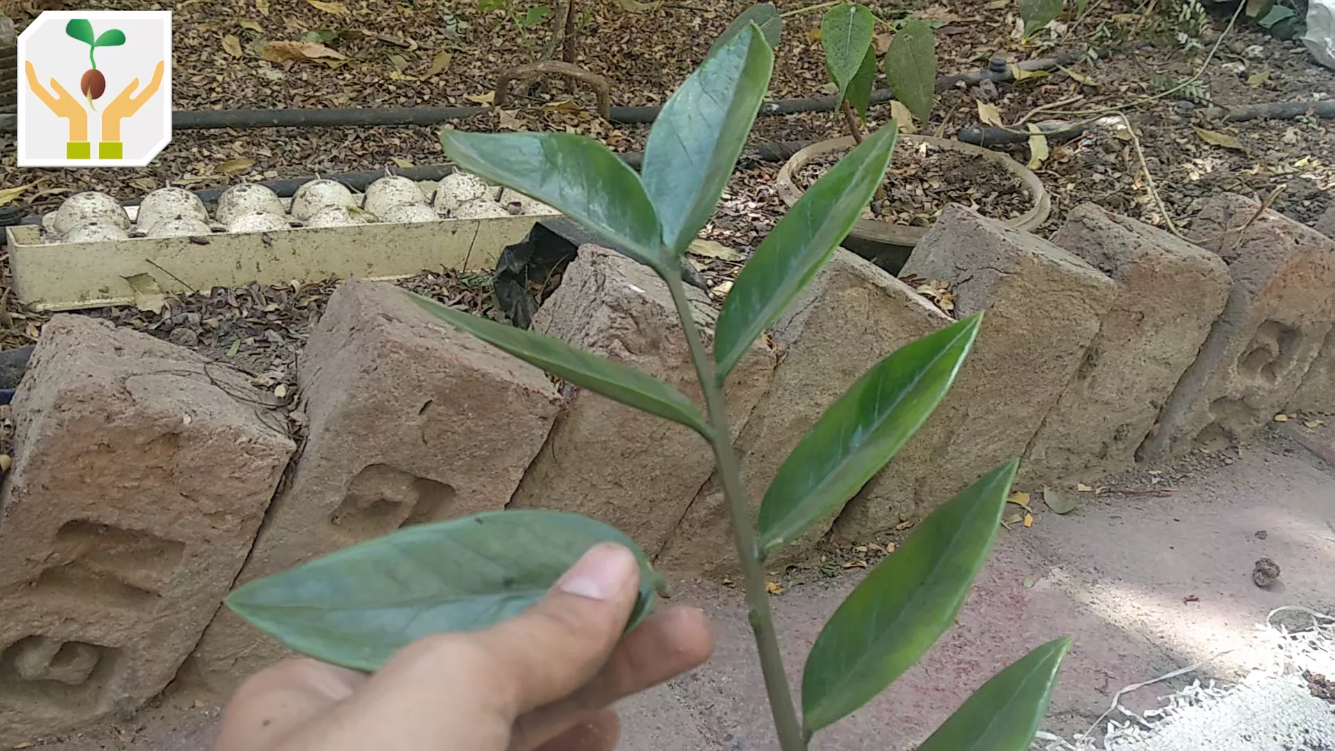 Pluck Leaf as Close to Stem as Possible