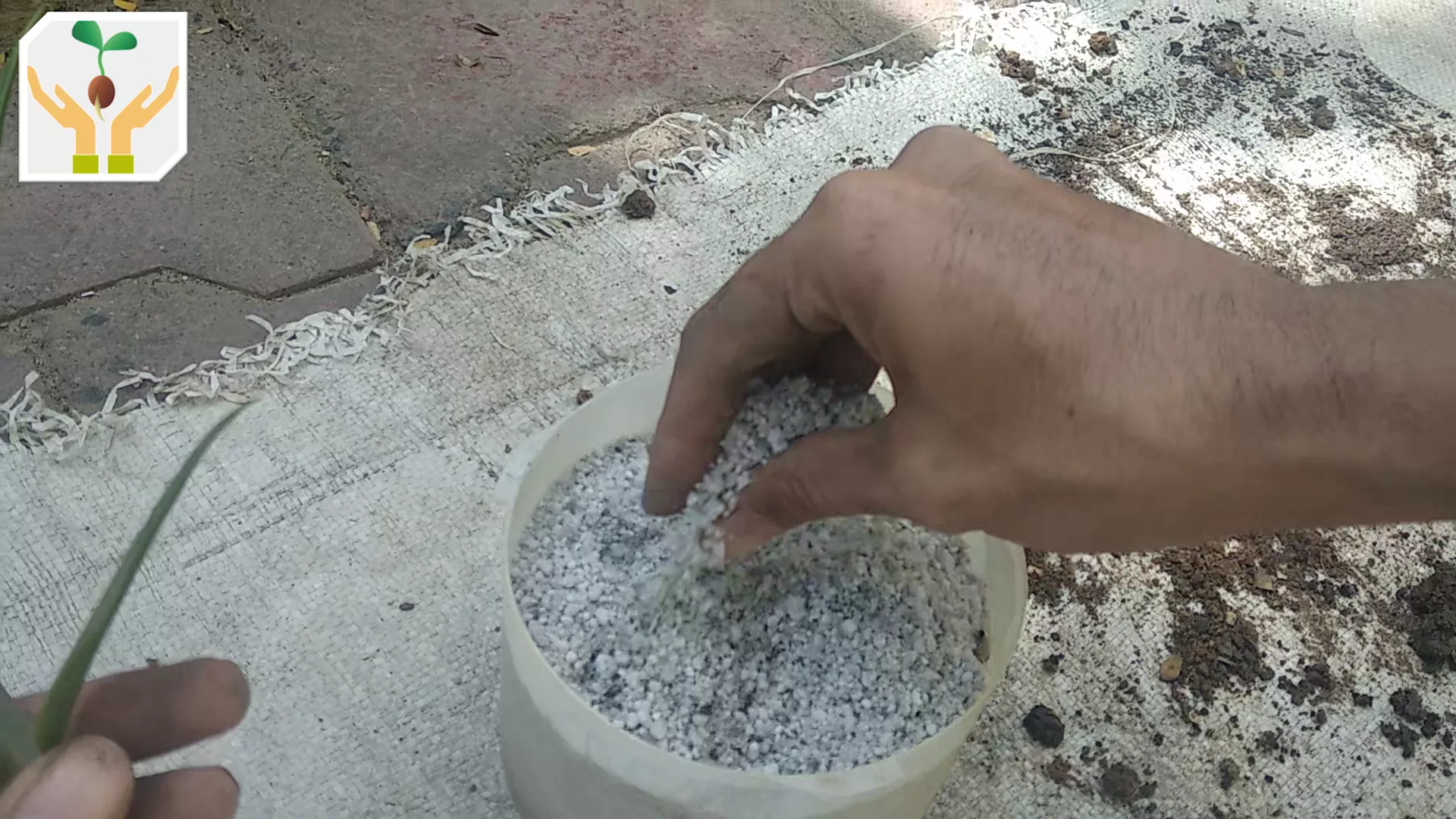 Using Perlite as Cutting Growing Media