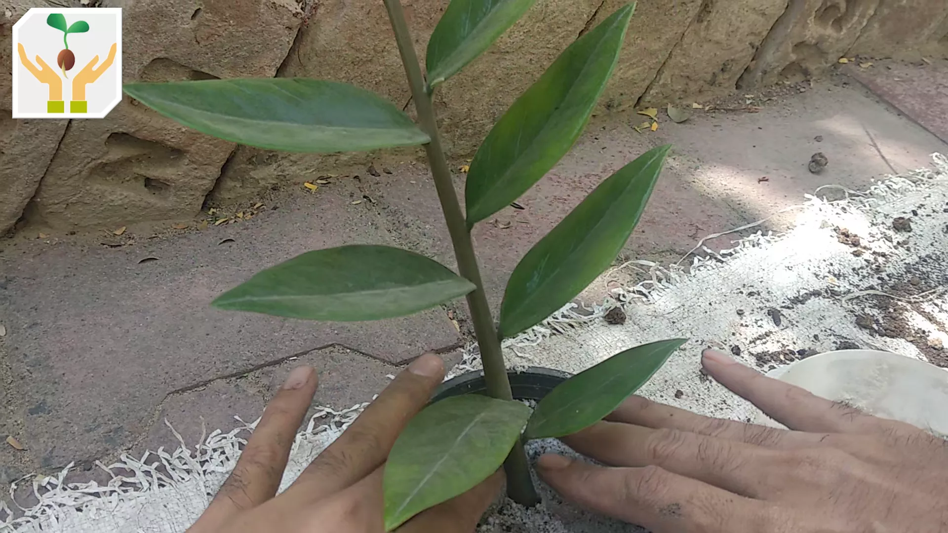 Gently Press Perlite to Support the Cutting