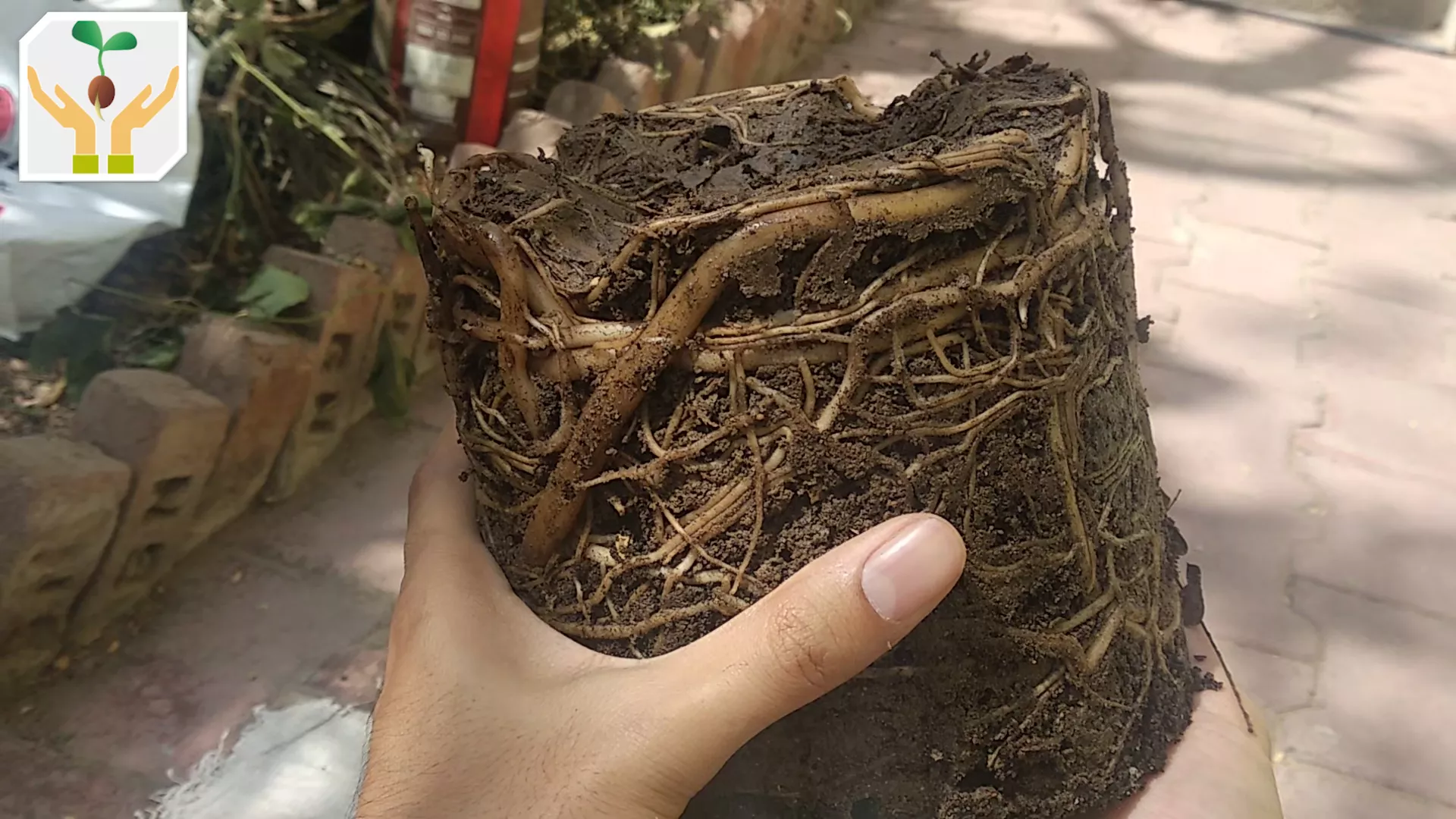 The Root Structure of ZZ Plant