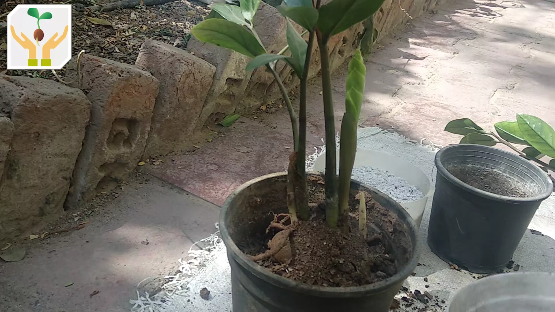 Fill the Planter to Cover Tuber and Roots