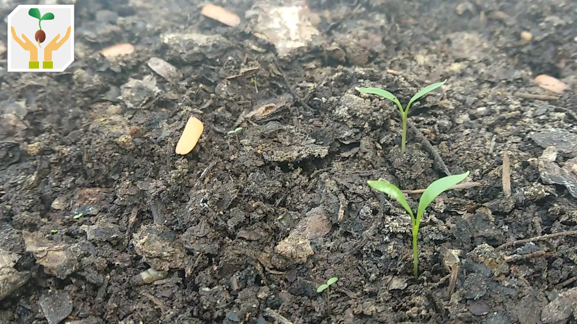 Young Coriander Seedlings Emerged