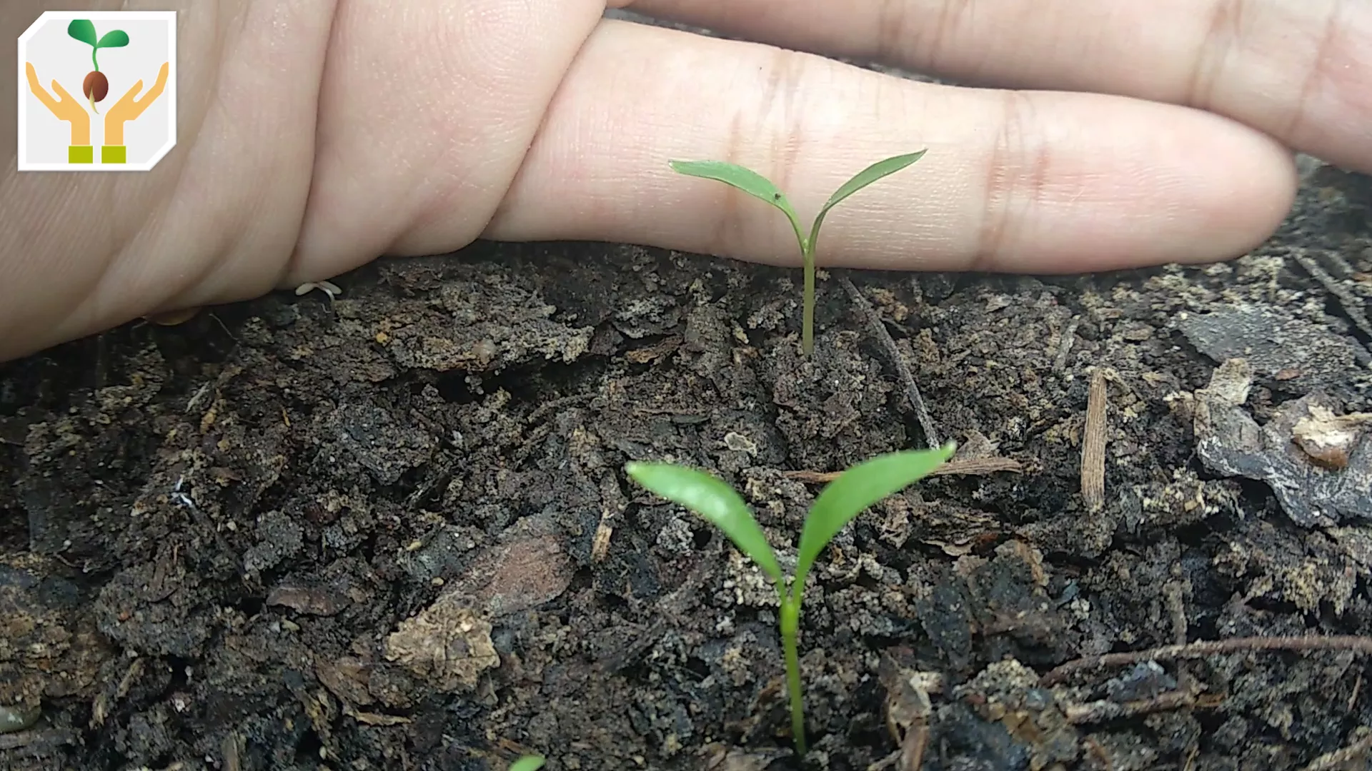 Young Coriander Seedlings