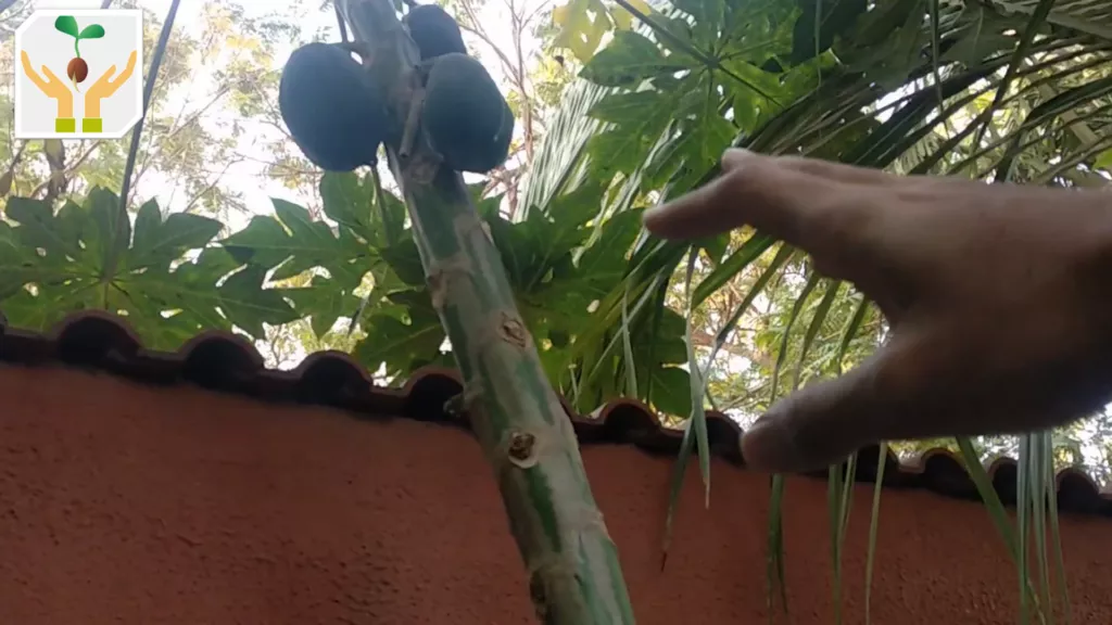 Self Seeded Organic Papaya Tree Grown at Home