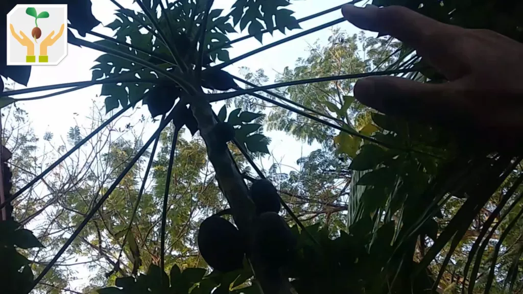 Self Seeded Organic Papaya Tree Grown at Home