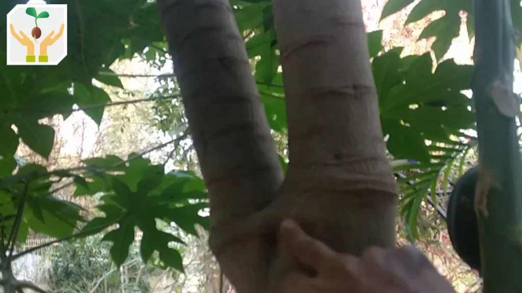 Self Seeded Organic Papaya Tree Grown at Home