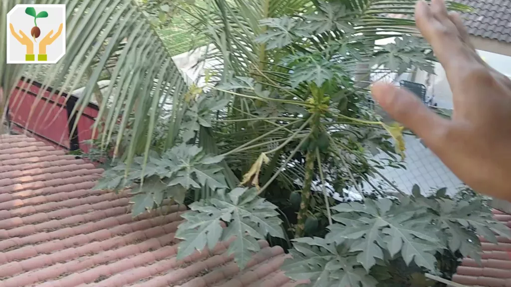 Self Seeded Organic Papaya Tree Grown at Home