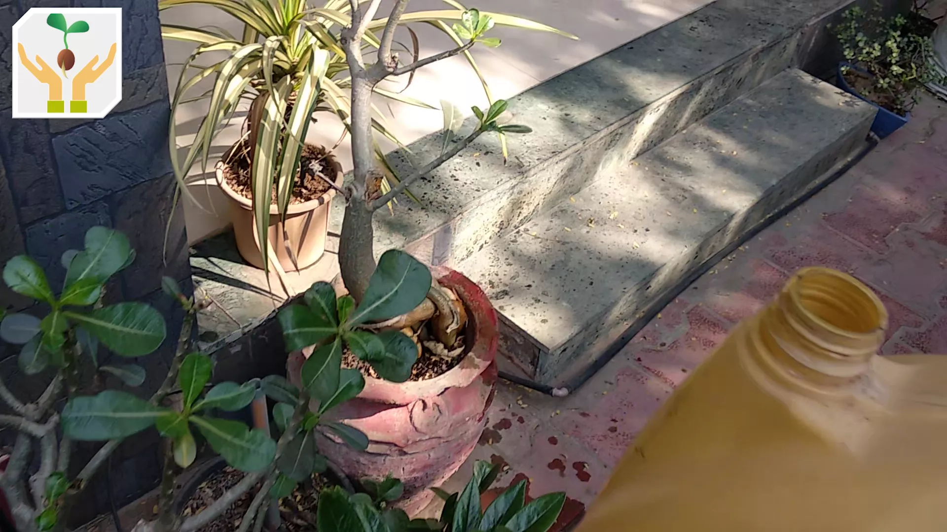 Water Flowering Plants with Banana Peel Ash Dissolved