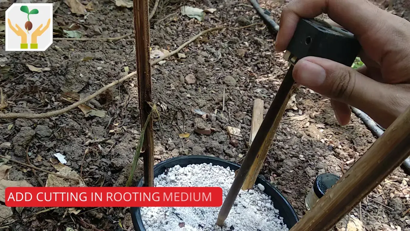 Add Cutting in Rooting Medium