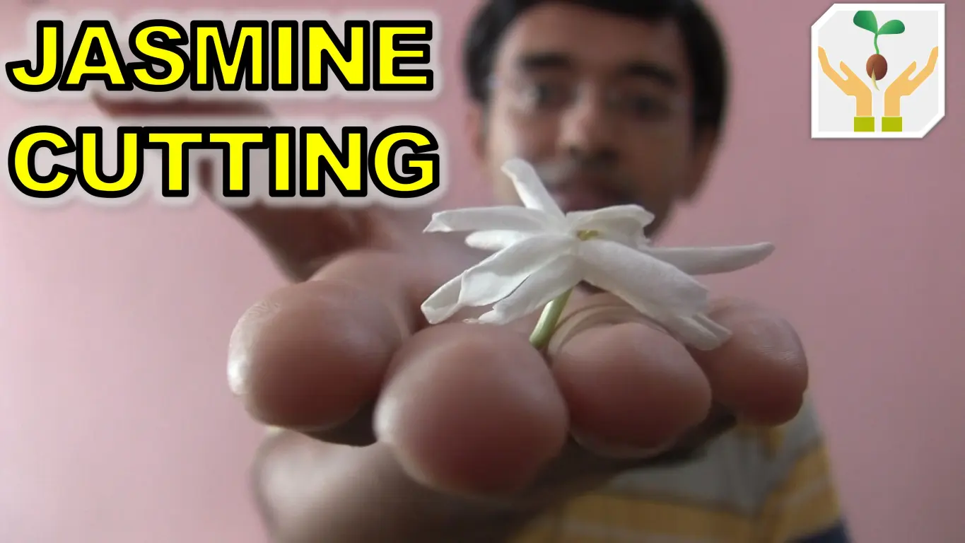 How to Grow Arabian Jasmine Mogra from Cuttings 4 Month Updates