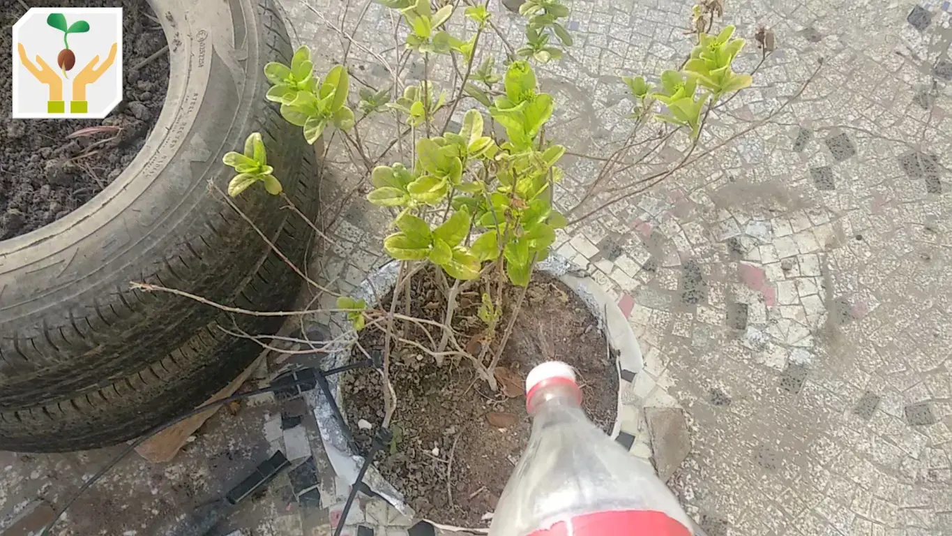 Irrigating Shallow Pot using Spray Bottle