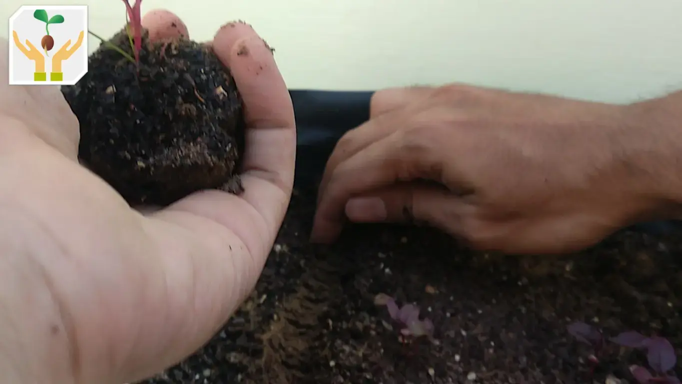 Dig a Hole and Gently Place the Seedling